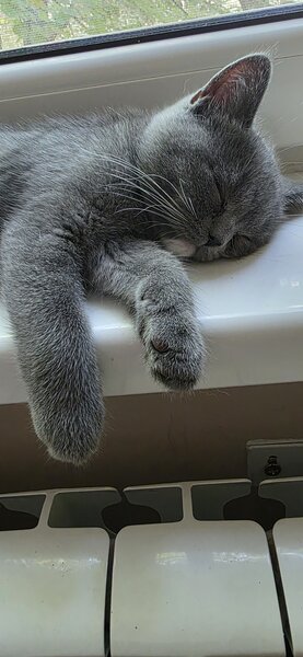 Pisoiasi british shorthair