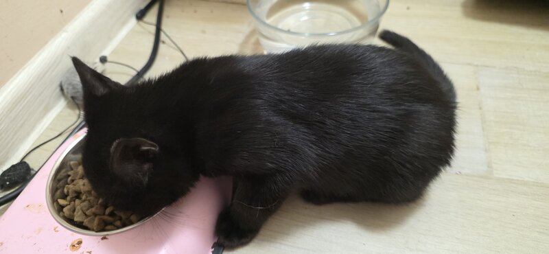 Pisoiasi british shorthair