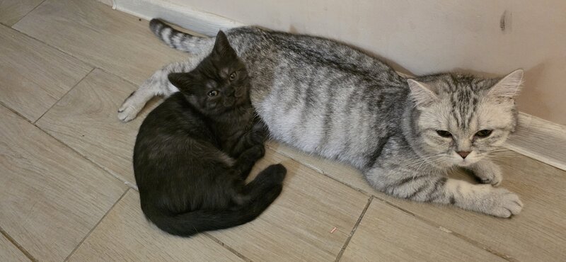 Pisoiasi british shorthair