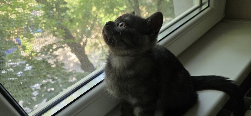 Pisoiasi british shorthair