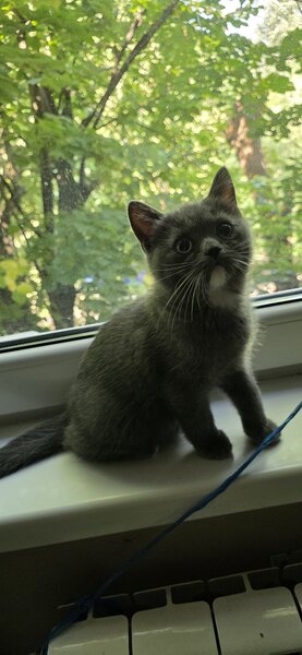 Pisoiasi british shorthair