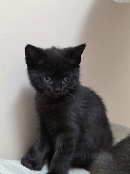 Pisoiasi british shorthair