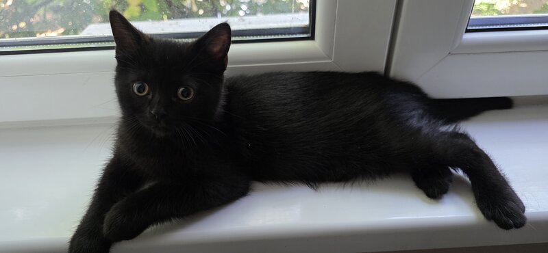 Pisoiasi british shorthair