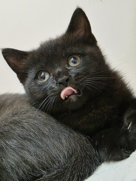 Pisoiasi british shorthair
