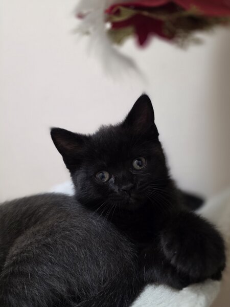 Pisoiasi british shorthair