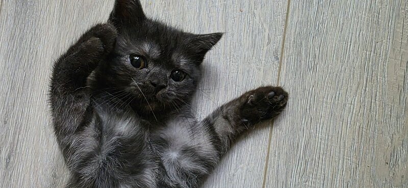 Pisoiasi british shorthair