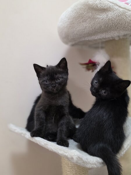Pisoiasi british shorthair