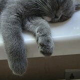 Pisoiasi british shorthair